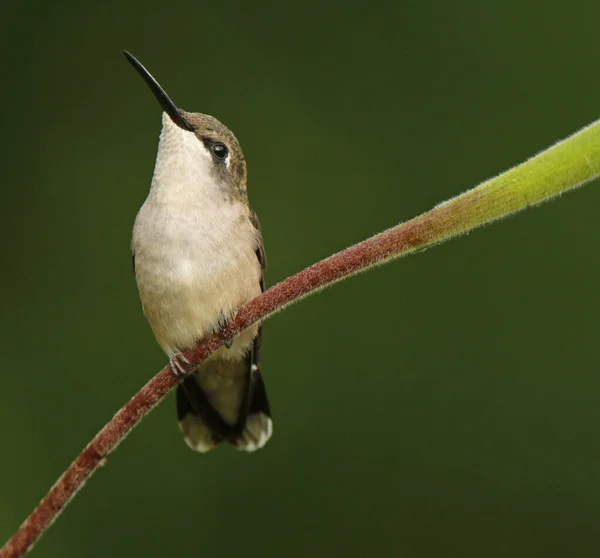 Female Ruby Throated Hummingbird Perched Branch Royalty Free Stock Photos