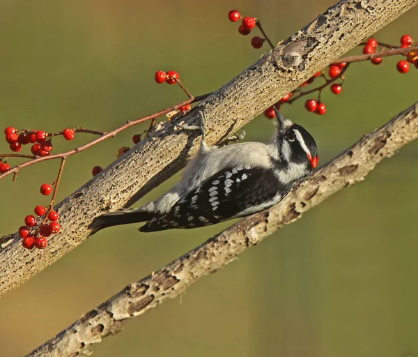 Male Downy Woodpecker Climbing Branch Covered American Bittersweet — Stock Photo, Image