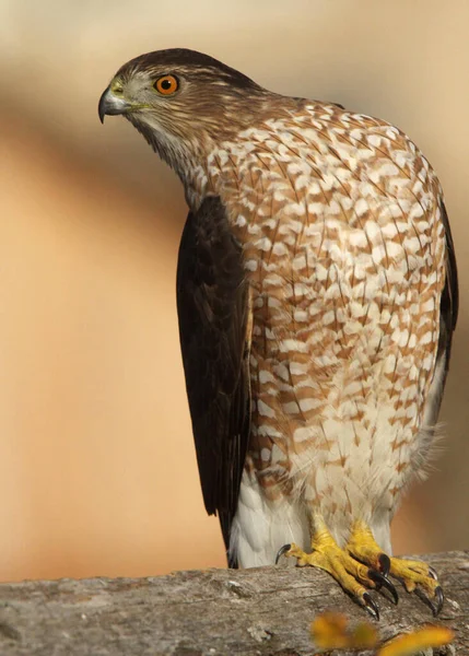 Κοντινό Πλάνο Πορτρέτο Του Alert Cooper Hawk Fence Εικόνα Αρχείου