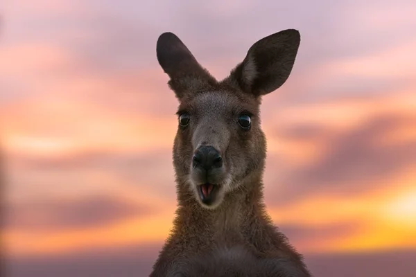 Kanguru Australia terhadap cahaya matahari terbenam yang terang — Stok Foto