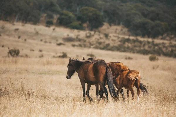 Brumbies selvagens nas planícies das montanhas nevadas — Fotografia de Stock