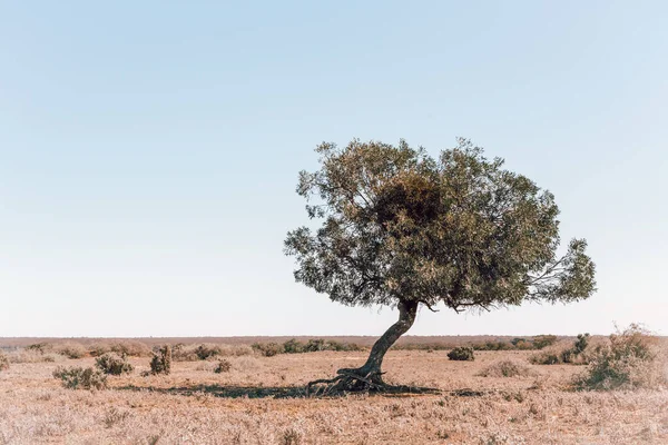 Many Trees Can Survive Desert Unless Water Source One Thriving —  Fotos de Stock