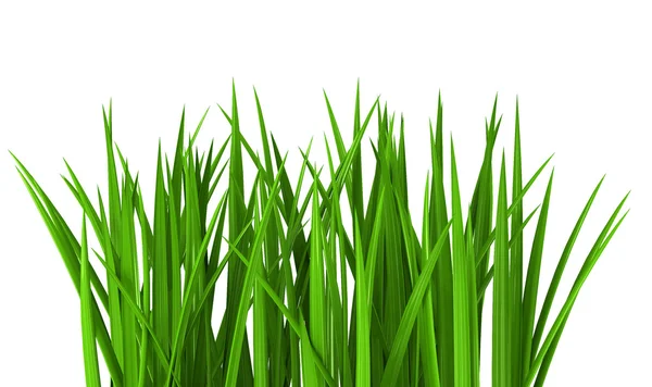 Erba fresca verde isolata su bianco — Foto Stock
