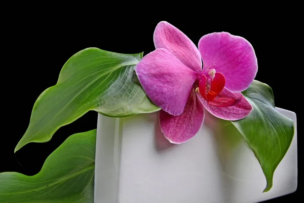 Orchideje — Stock fotografie