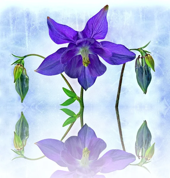 Columbine blomma — Stockfoto