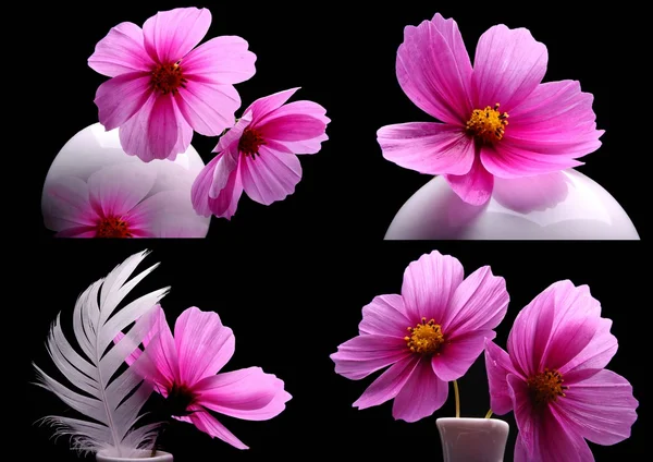 Cosmea — стокове фото