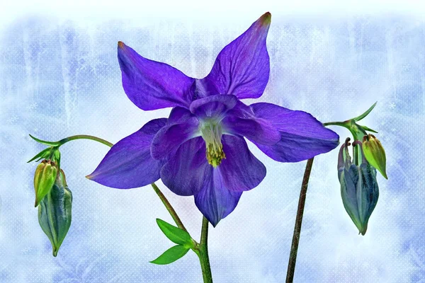 Columbine blomma — Stockfoto