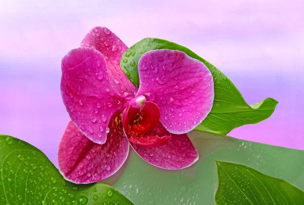 Orchidee — Foto Stock