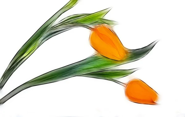 Tulips — Stock Photo, Image