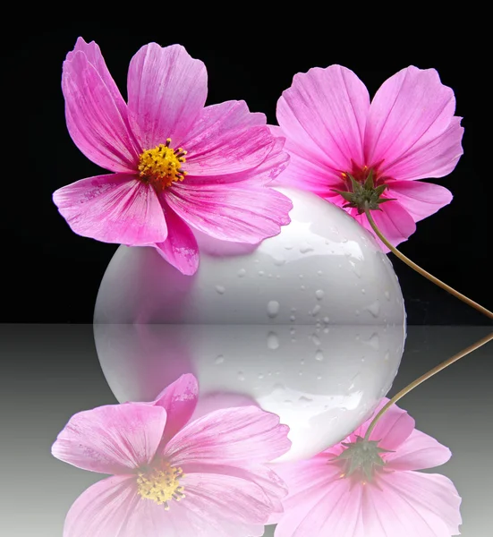 Cosmea — Stockfoto