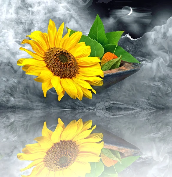 Girasole — Foto Stock