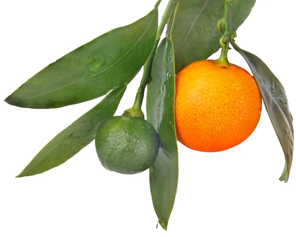 Orangen — Foto de Stock