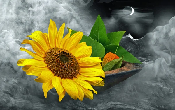 Sunflower — Stock Photo, Image