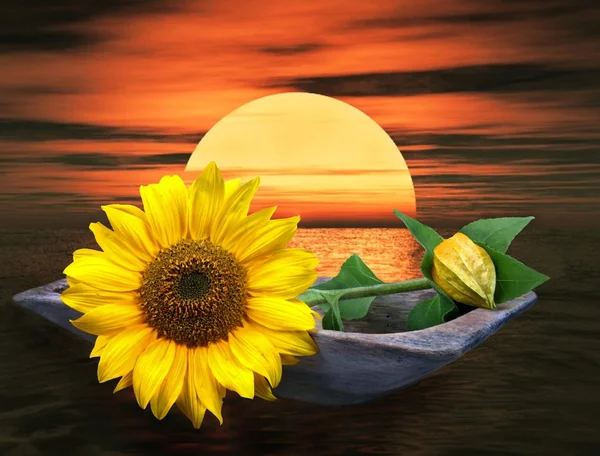 Sonnenblume — Stockfoto