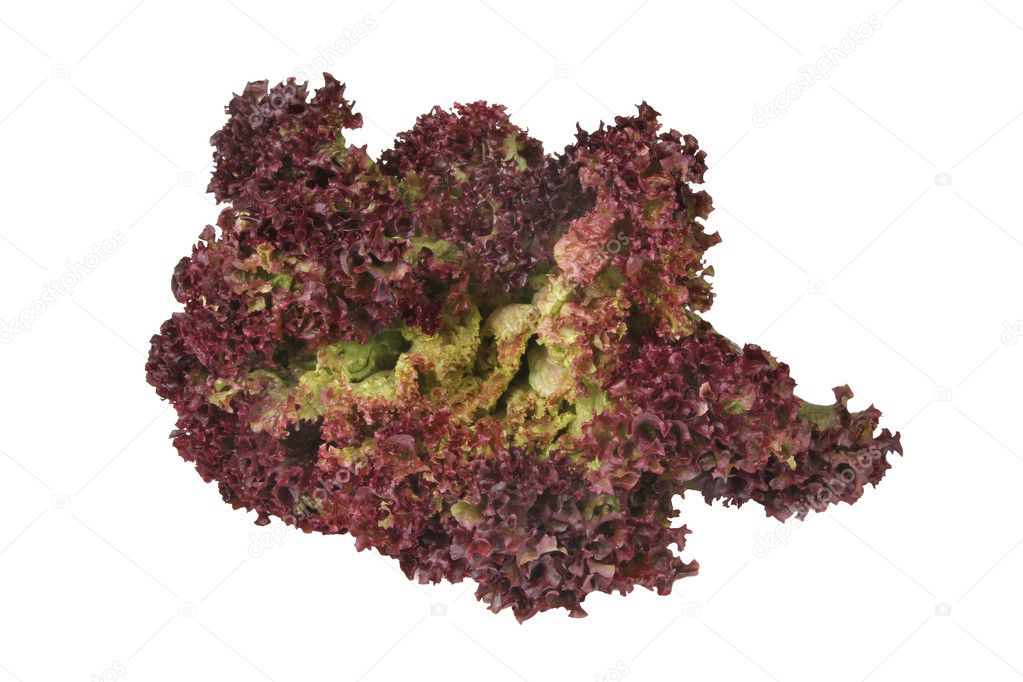 Salad-Lollo Rosso.