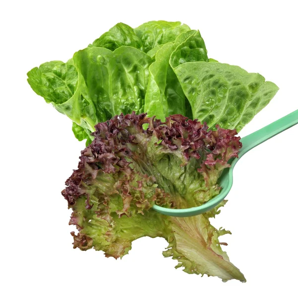 Salat – stockfoto