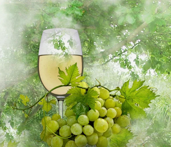 White wine — Stock Photo, Image