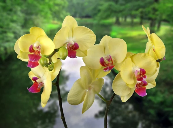 Orkideer – stockfoto