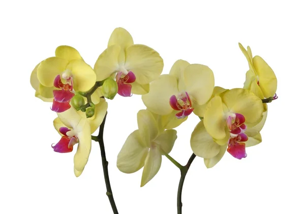 Orchids — Stock Photo, Image