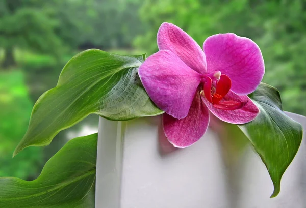 Orchidee — Foto Stock