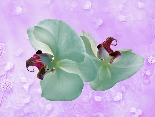 Orchideen — Stockfoto