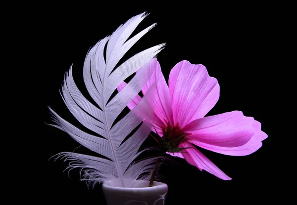 Pink Purple Feather Flower Black Vase — Stock Fotó