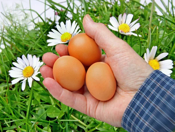 Hand Holding Easter Eggs Green Grass Garden Meadow — Foto de Stock