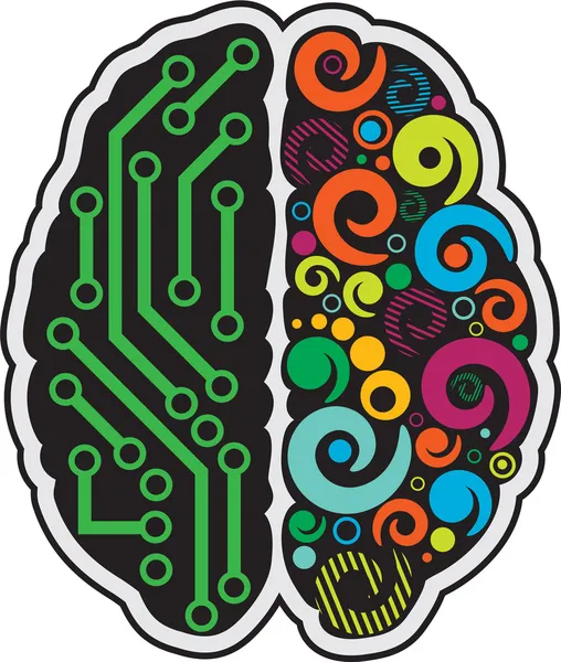 Human brain — Stock Vector