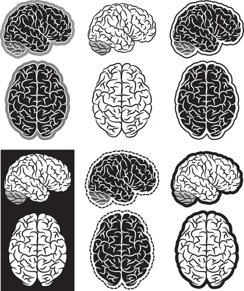 Brain Sectionsストックベクター ロイヤリティフリーbrain Sectionsイラスト Depositphotos