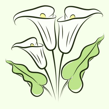 Calla lily renk