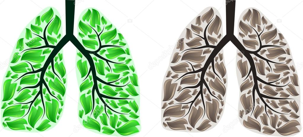 Two lungs