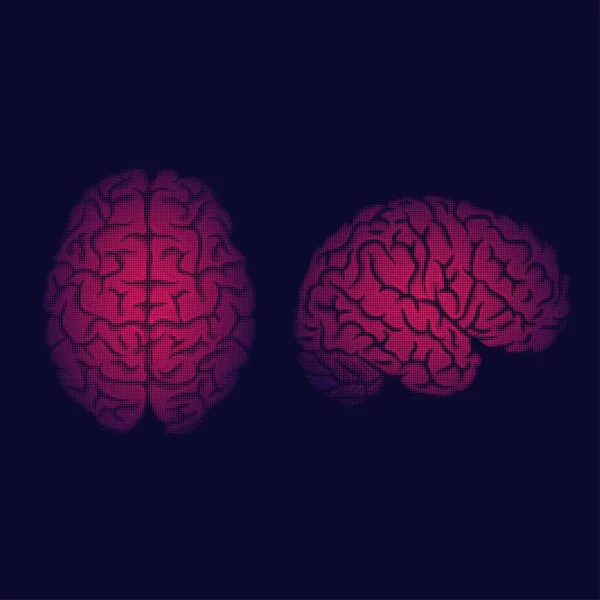 Different Side View Human Brain Pink Silhouettes Isilated Dark Background — ストックベクタ