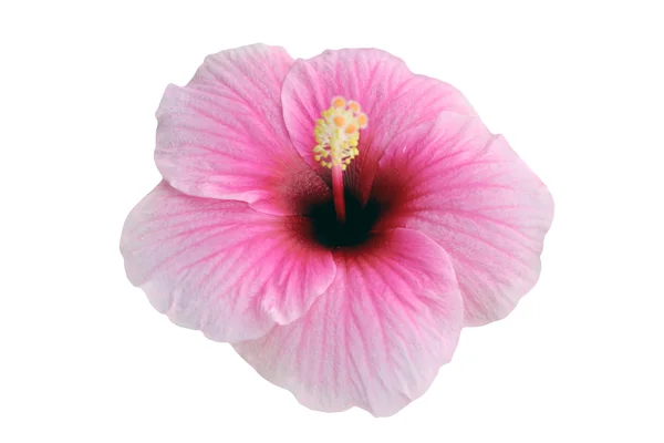 Hibiscus różowy — Zdjęcie stockowe