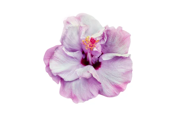 Pink Hibiscus — Stock Photo, Image