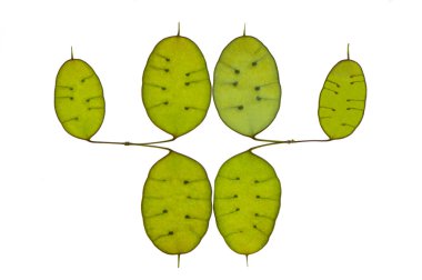 yıllık dürüstlük seedpods