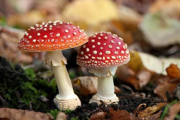 Zwei gefleckte Fliegenpilze — Stockfoto