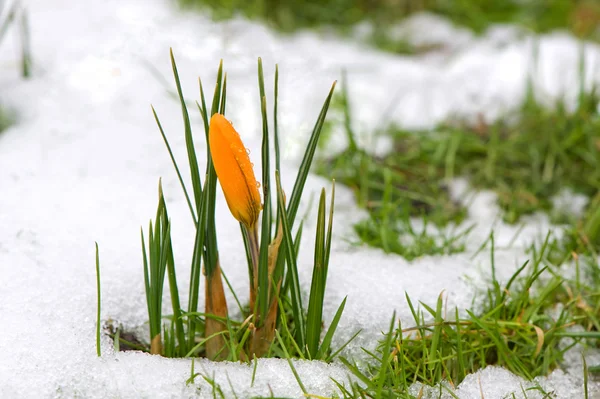 黄番红花在雪中 — 图库照片