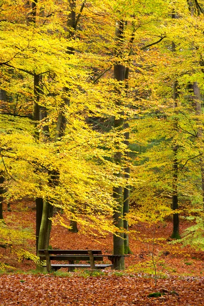 Mesa e banco na floresta — Fotografia de Stock