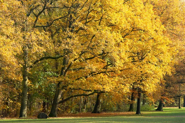 Belle forêt d'automne — Photo