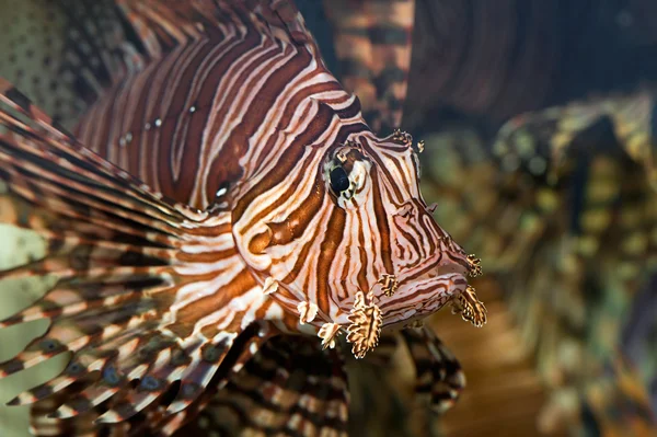 Retrato de um peixe-leão vermelho — Fotografia de Stock