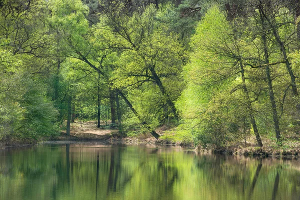 Отражение деревьев в пруду — стоковое фото