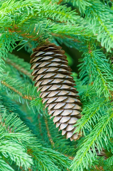 Fir cone on branches — Stock Photo, Image