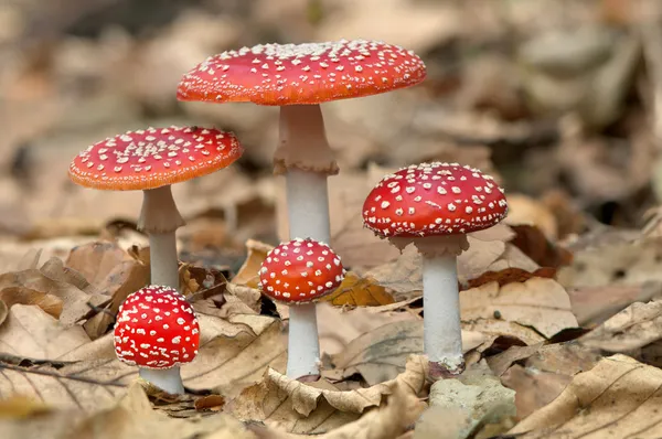 Cinque funghi rossi Foto Stock Royalty Free