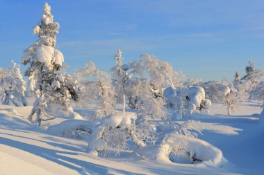 Finlandiya 'nın Saariselk bölgesindeki dağlarda kar ağaçları