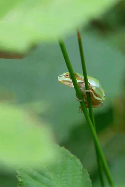 Treefrog Looks Out Hanging Rush — стоковое фото