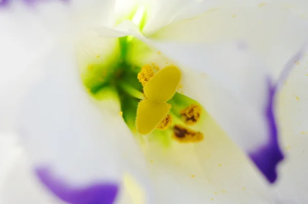 Pistil of flower — Stock Photo, Image