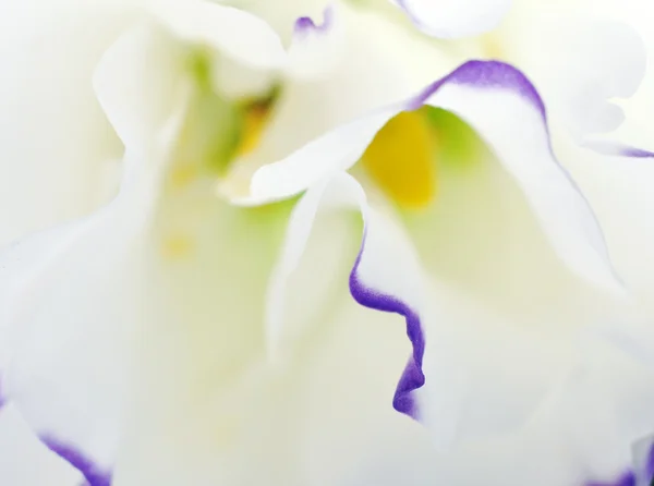 Streszczenie kwiatowe — Zdjęcie stockowe