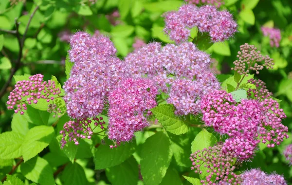 Flores rosa spirea — Fotografia de Stock