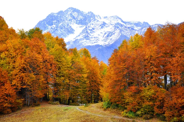 Roter Herbst im westlichen Kaukasus — Stockfoto