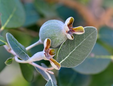 Feijoa (Myrtle berry)